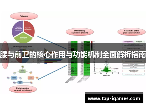 腰与前卫的核心作用与功能机制全面解析指南